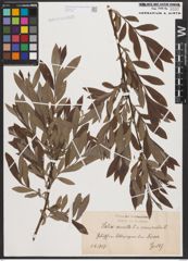 Salix aurita L. x Salix viminalis L.